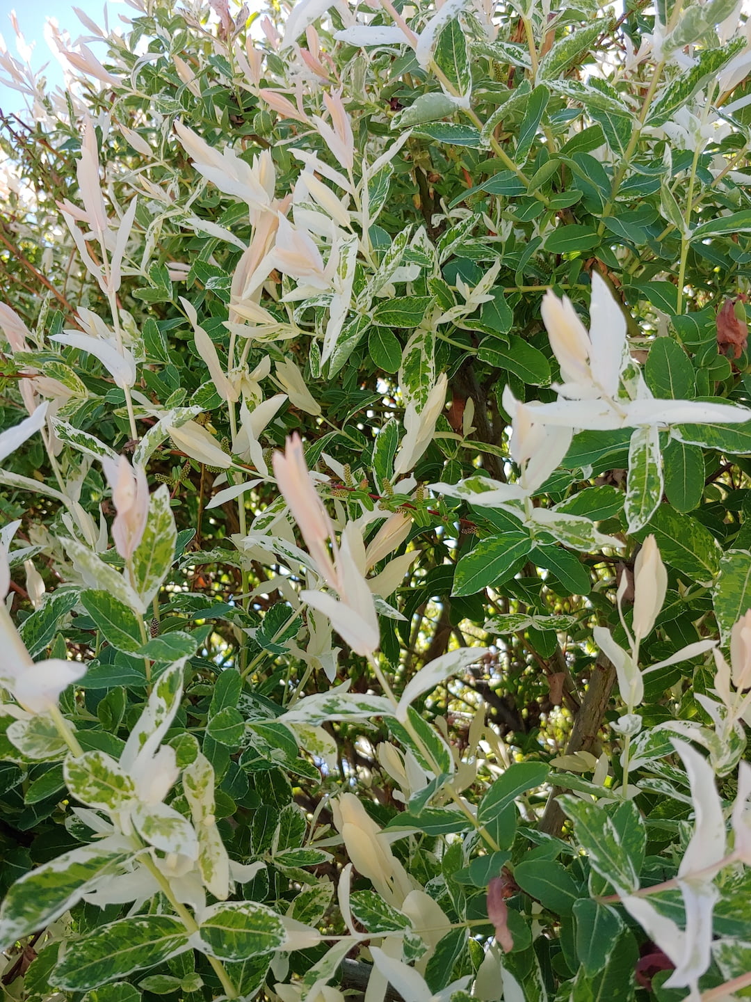Expert Gardener 3.25G Dappled Willow Flowering Live Plants Full Sun White