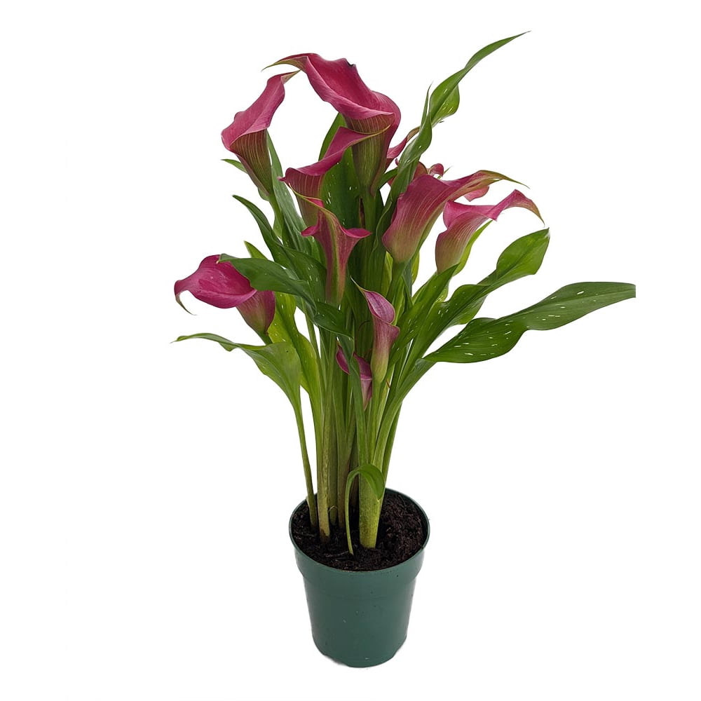 Magenta Calla Lily Live Plant 4.5" Pot Dark Pink