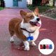thumbnail image 3 of Pet Poop Bag Set(red,black,blue,3pcs), 3 of 4