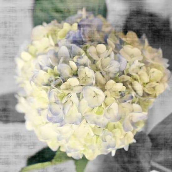 White Hydrangeas II Canvas Art - Susan Bryant(24X24)