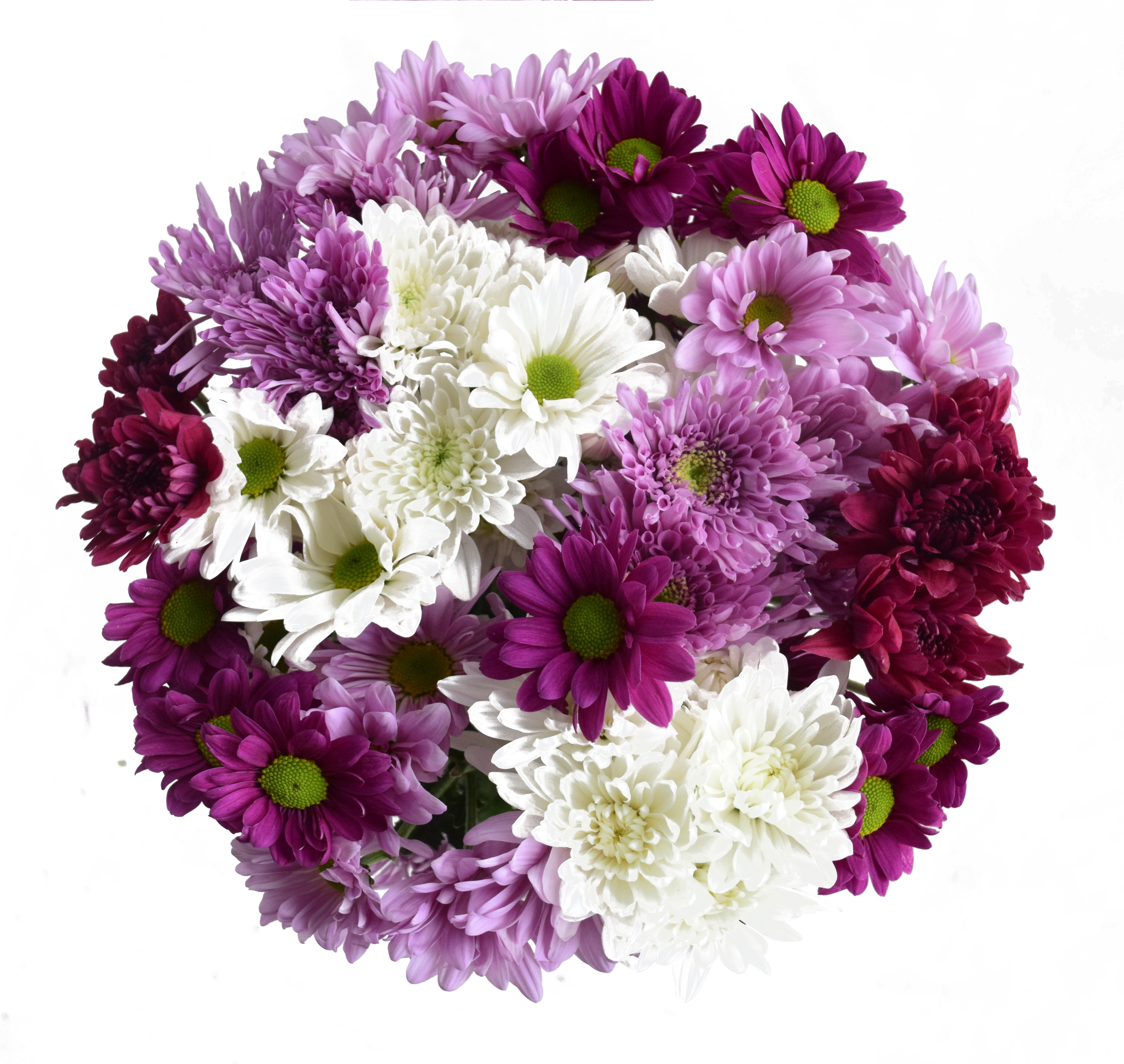 14 Stem Rainbow Poms Natural Fresh Cut Flowers Assorted Blooms with