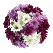 14 Stem Rainbow Poms - Natural Fresh Cut Flowers - Assorted Blooms with Seasonal Colors