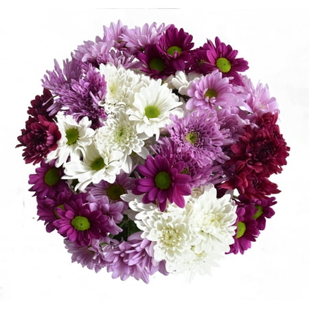 14 Stem Rainbow Poms - Natural Fresh Cut Flowers - Assorted Blooms with Seasonal Colors
