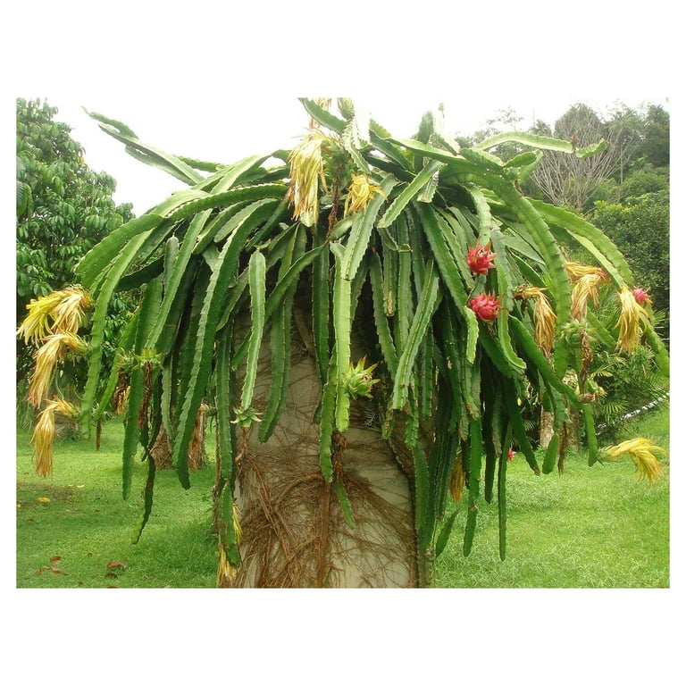 Dragon Fruit Tree - Live Plant in a 4 Inch Pot - Hylocereous Undatus -  Edible Tropical Fruit Plant from Florida 