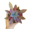 thumbnail image 2 of Graptoveria Fred Ives (4"+ Plastic Pot) - Tiny, Lovely, Easy to Care Succulent for Beginners - Live Succulent for Home Office, 2 of 6