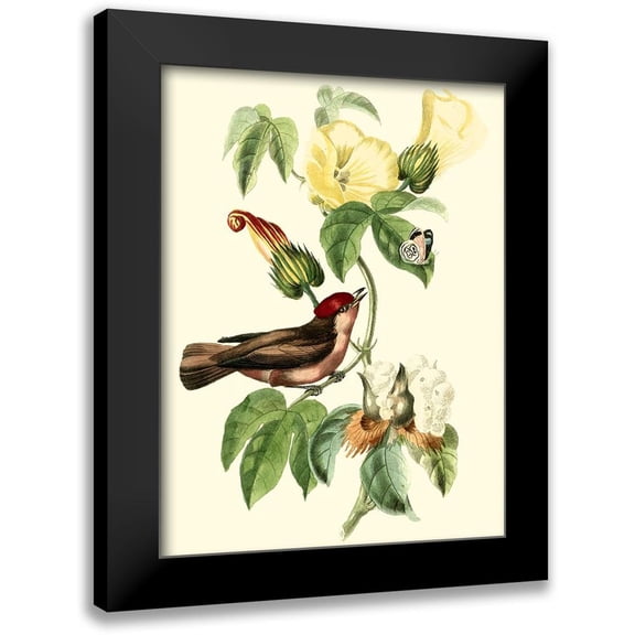 Cuvier, Georges 12x14 Black Modern Framed Museum Art Print Titled - Cuvier Exotic Birds I