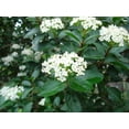 thumbnail image 7 of Sweet Viburnum Odoratissimum  3 Live #1 Size Plants  Fast Growing Evergreen Privacy Screening Shrubs, 7 of 7