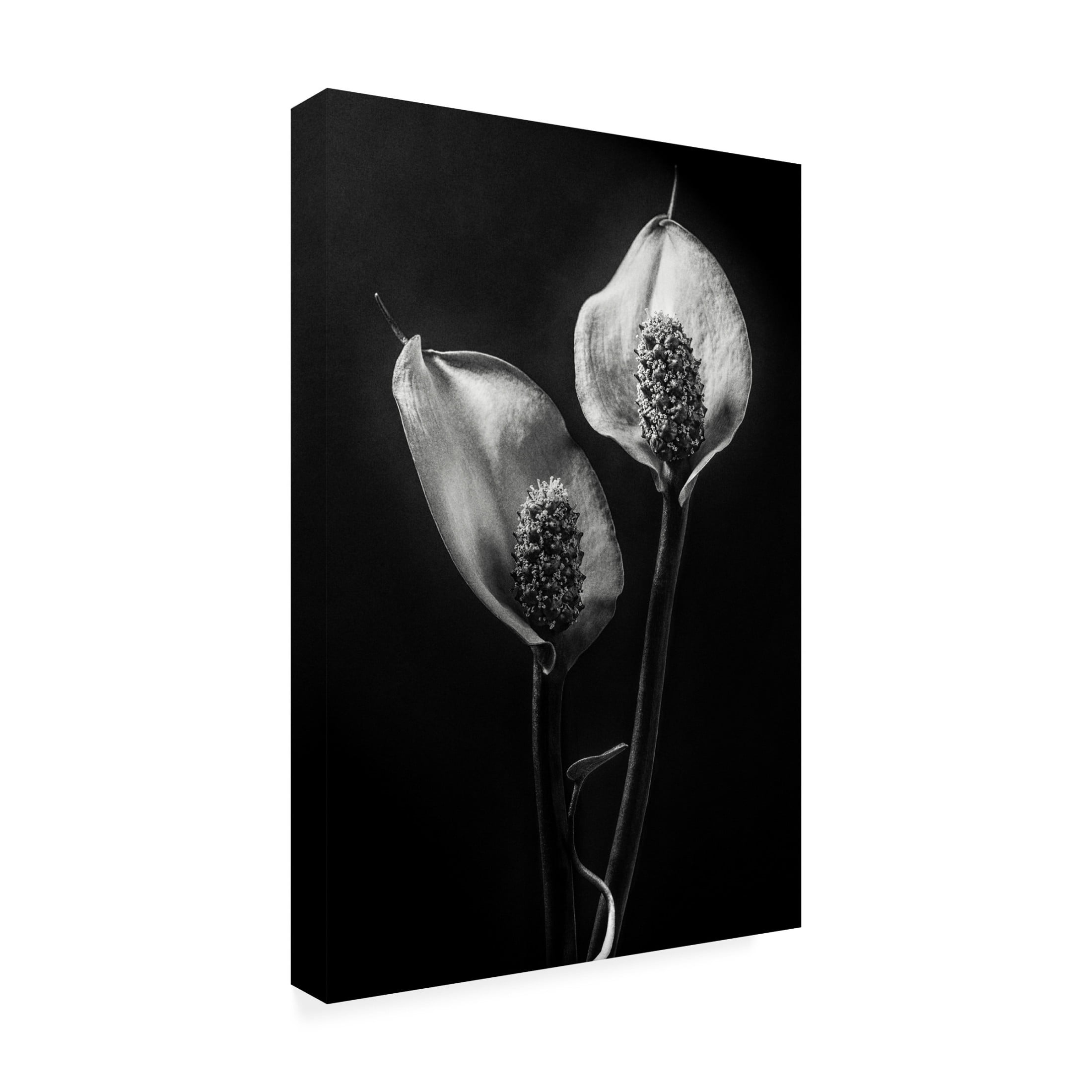 Canvas Wall Art - Stephen Clough 'Spathiphyllum' Wall Art for Living Room, Bedroom, or Office Décor by Trademark Fine Art - 16 x 24 Inches