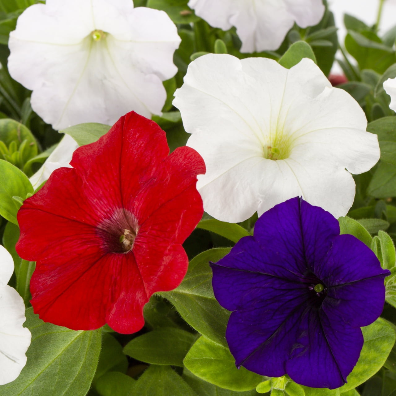 Expert Gardener 1.5gal Multicolor Petunia Live Annual Plant Hanging Basket Sun
