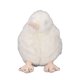 thumbnail image 3 of Lindo Juguete de Peluche de Pájaro Kiwi Realista, Animal de Peluche Portátil Suave para Niños Pequeños, 3 of 7