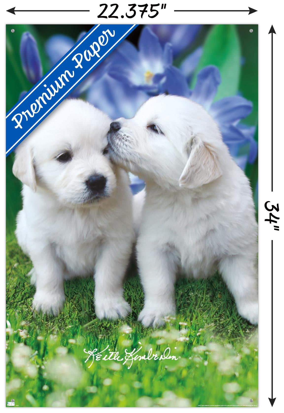 Keith Kimberlin - White Golden Retriever Puppies Wall Poster with Pushpins, 22.375" x 34"