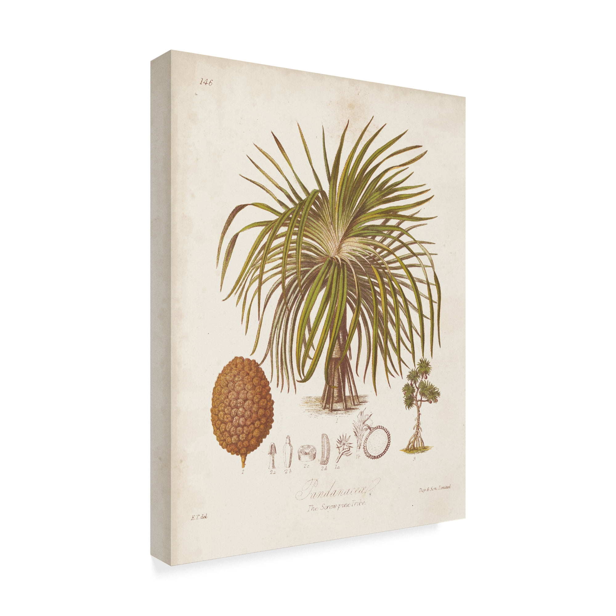 Trademark Fine Art 'Antique Tropical Palm II' Canvas Art by Elizabeth Twining