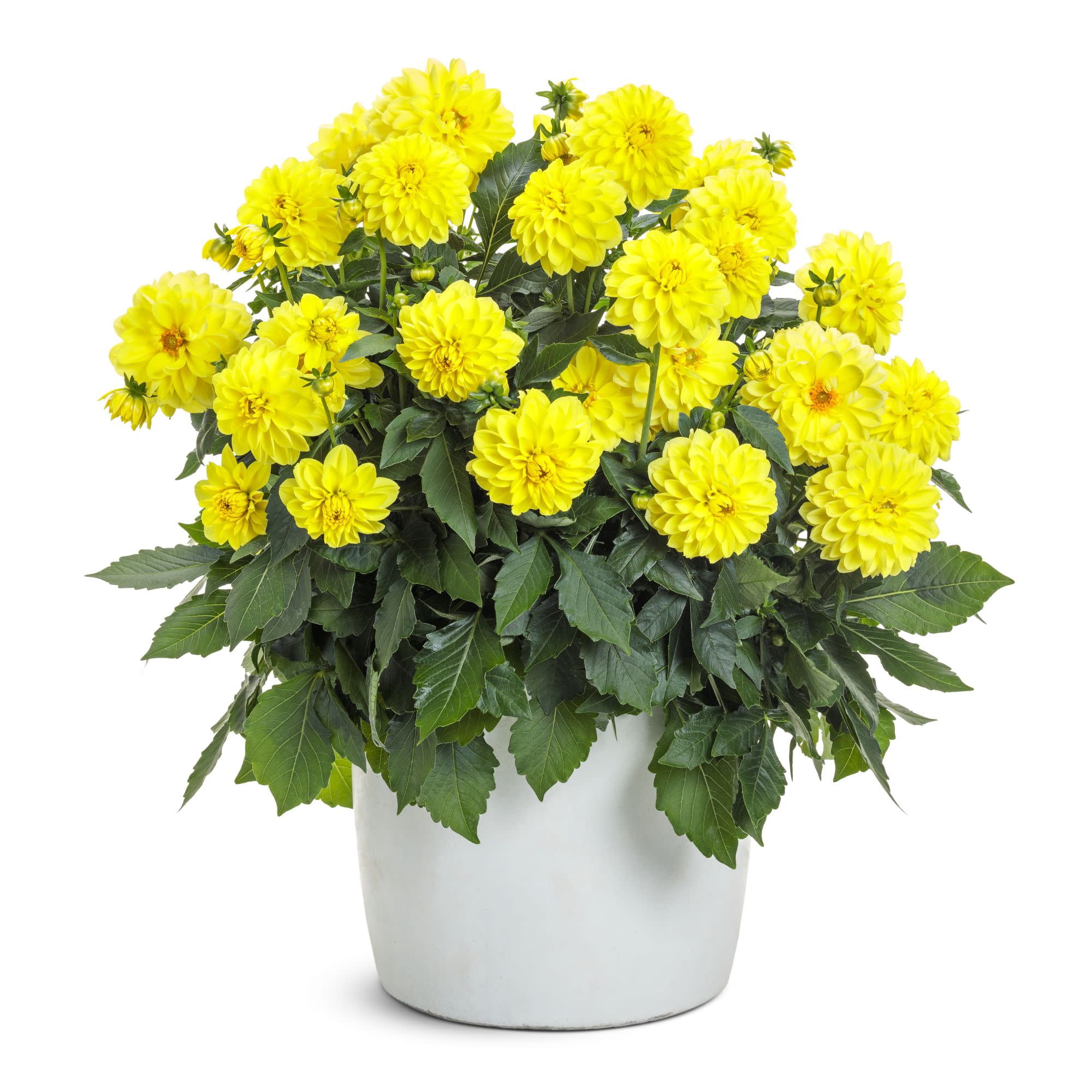 Proven Winners 8" Virtuoso Dayglo Yellow Dahlia Live Plant in 6.5" Pot