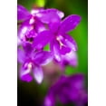 thumbnail image 2 of Bob Stefko 31x44 Gallery Wrapped Canvas Wall Art Titled - Purple Orchid II, 2 of 4