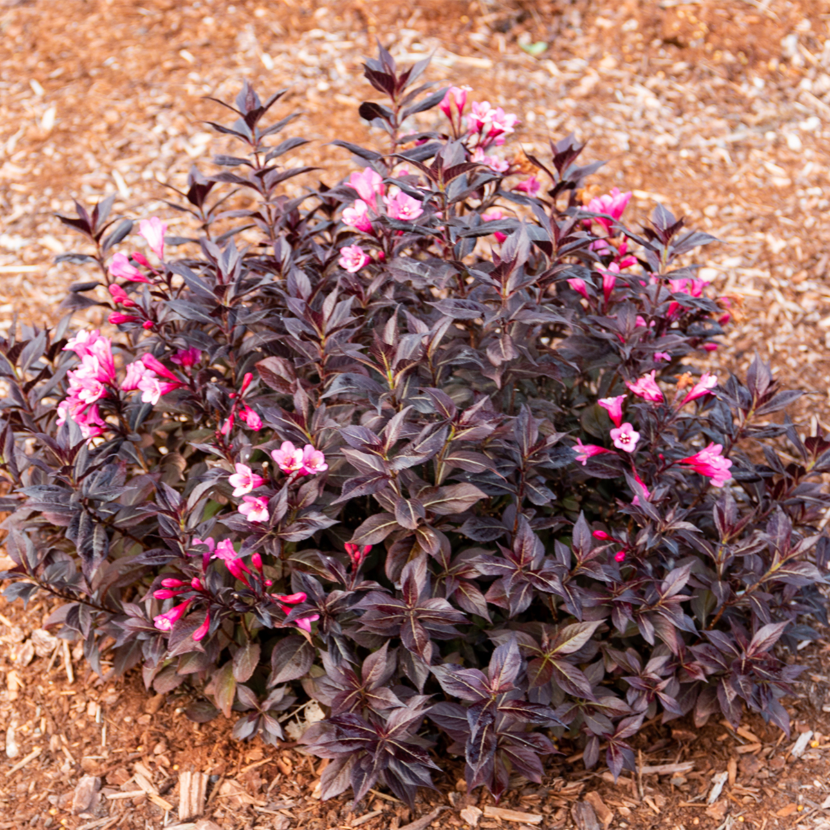 Van Zyverden Weigela Stunner™ 4" Potted Rocketliners® 1 Plant Pink Full Sun Pollinator 2 lb