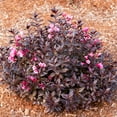 thumbnail image 2 of Van Zyverden Weigela Stunner™ 4" Potted Rocketliners® 1 Plant Pink Full Sun Pollinator 2 lb, 2 of 7
