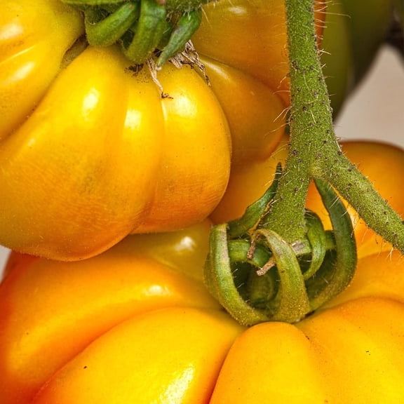 Tomato Garden Seeds - Persimmon - 0.25 Oz - Non-GMO, Heirloom Vegetable Garden Seeds