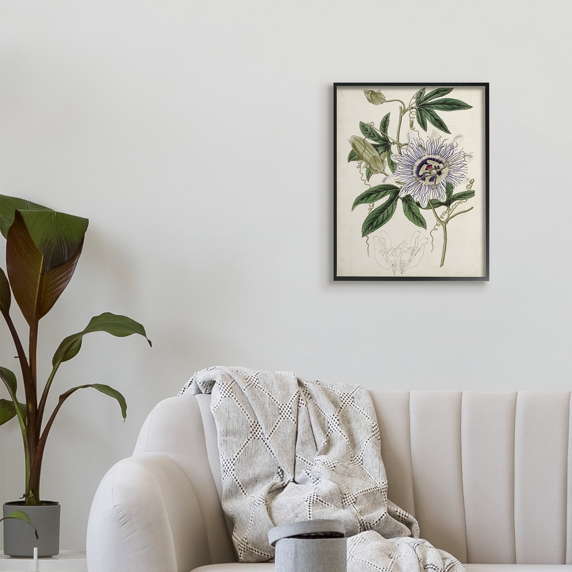 Stupell Industries Vintage Garden Flower Illustration Plant Anatomy Study,16 x 20,Designed by Curtis