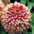 thumbnail image 2 of Zinnia Swizzle Bicolor Cherry and Ivory Nice Garden Flower 10 Seeds, 2 of 2