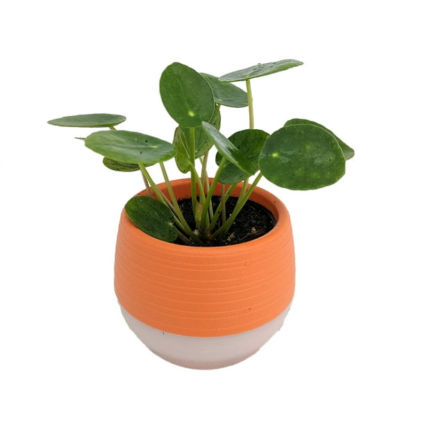 Chinese Money Plant Pilea peperomioides in 3&quot; Orange