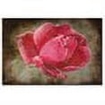 thumbnail image 2 of Trademark Fine Art "Frosted Rose" Canvas Art by Lois Bryan, 2 of 2