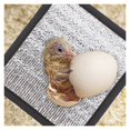 thumbnail image 3 of 4 Pcs Coussin Chauffant pour Animaux Films Réfléchissants Isolation Chaude pour Nid Tapis d'Hiver, Facile à Utiliser, 3 of 5