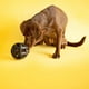 thumbnail image 3 of Dispensador de Golosinas JW HOL-EE Roller Mediano Rojo para Masticadores Extremos de Perros, 3 of 7