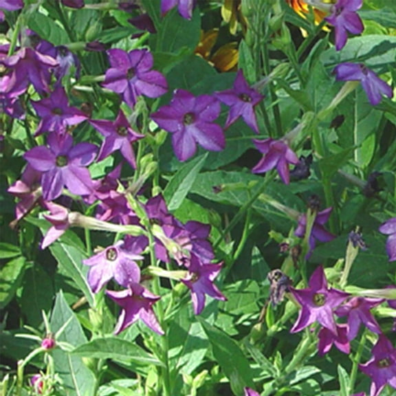 Nicotaina Flower Garden Seeds - Perfume Deep Purple - 1000 Seeds - Annual Flower Gardening Seeds - Nicotaina alata