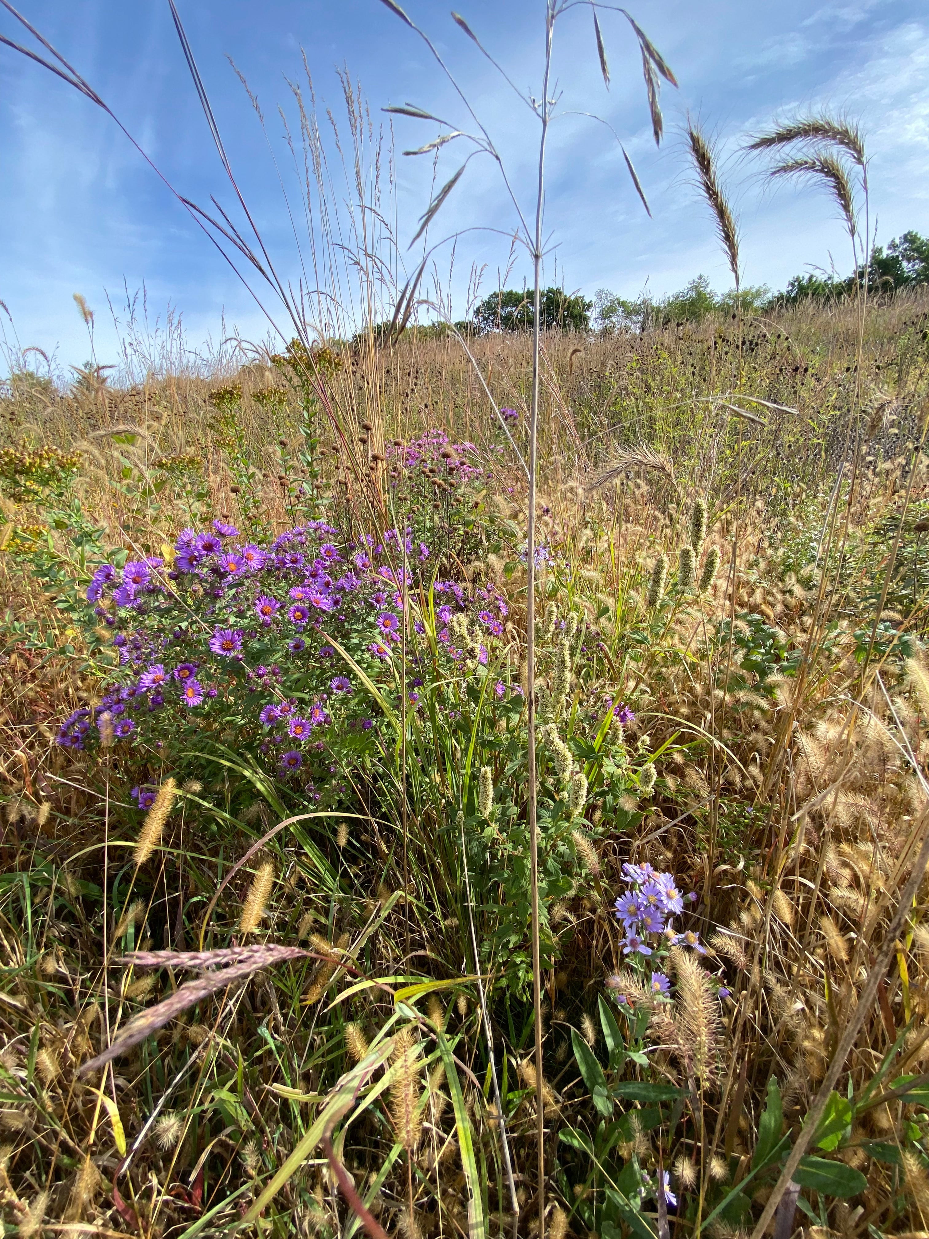 Hale Habitat & Seed Native Grass & Wildflower Seed Refuge, Wildlife & Pollinator Seed Mix, 1/4 Acre
