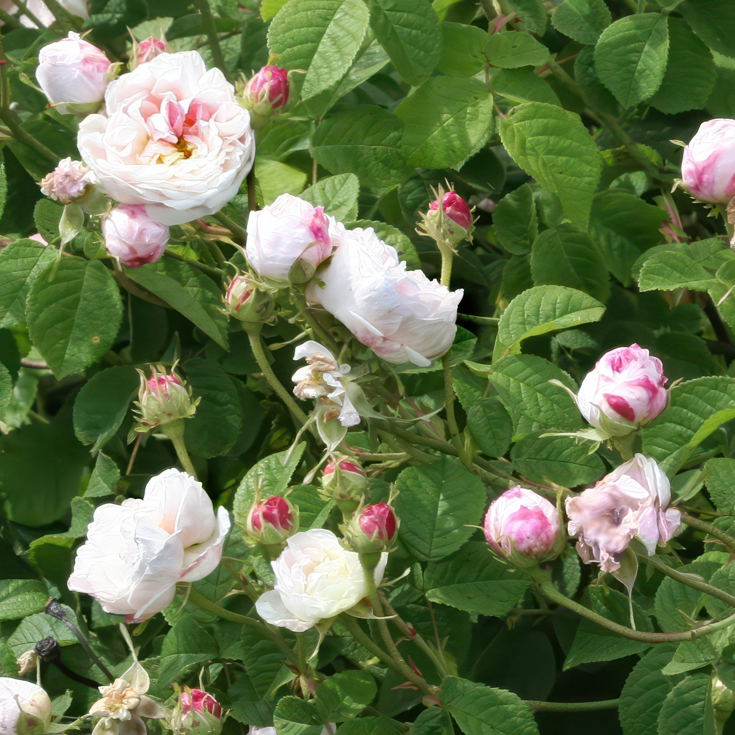 National Plant Network Bare Root Rose Earth Angel Parfuma with Light Pink Flowers (5-Pack)