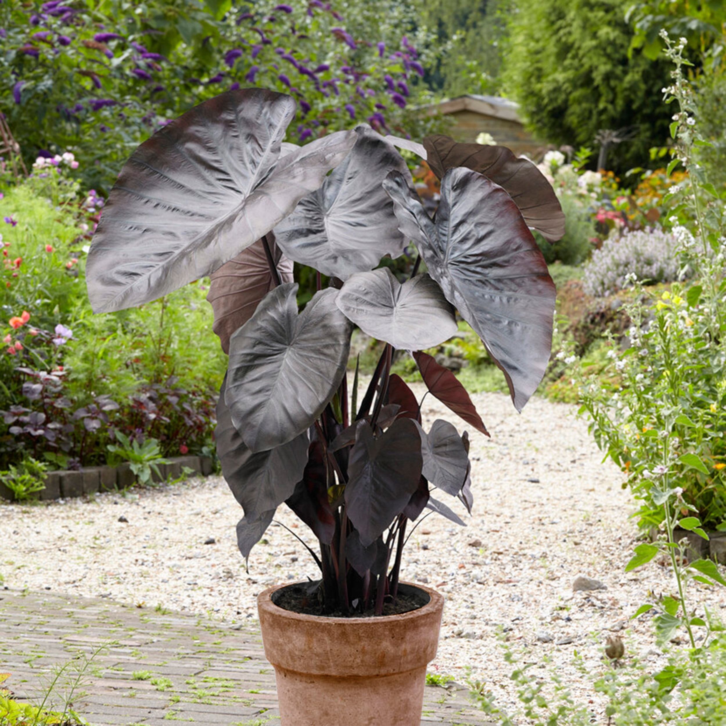 Garden State Bulb Premium Diamond Head Elephant Ear Bulbs, 9/11 inches (Bag of 1)