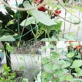 Fruit Morning Glory Vine Net Flower Climbing Vine Climbing Pergola