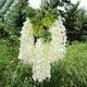 thumbnail image 4 of 12 ramas artificiales de glicina - Ideales for bodas, decoración del hogar y jardines - Flores colgantes de glicina, 4 of 7