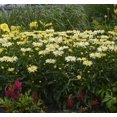 thumbnail image 2 of Banana Cream Shasta Daisy - Leucanthemum - Compact Plant - Gallon Pot, 2 of 3