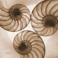thumbnail image 2 of Brown Shell  Triple Poster Print by Albert Koetsier   AKXSQ203B, 2 of 2
