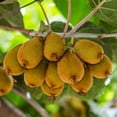 thumbnail image 6 of 4 Hardy Kiwi Plants Live Vine for Planting, 4-6" Starter Kiwi Trees Live Plant for Outdoor Growing, 6 of 6