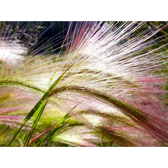 300 Bottlebrush SQUIRRELTAIL RYE GRASS Elymus Elymoides syn Sitanion Hystrix Red Plume Squirrel Tail Ornamental Seeds