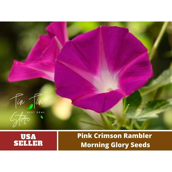 30  Rare Seeds-Pink Crimson glory Seeds #F013-Authentic Seeds-Flowers-Seeds-Rose seeds-Herb seeds-Vegetable Seeds-Mix Seeds for Plant- B3G1