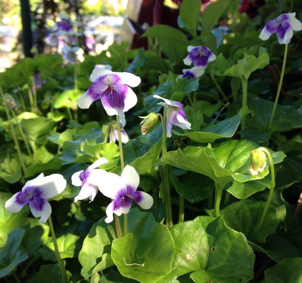 Tasmanian Trailing Violet Viola banksii Indoors or Out 6" Pot