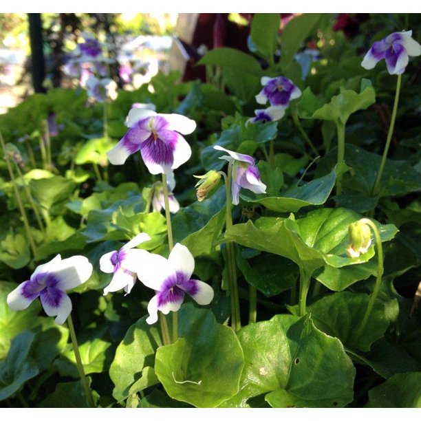 Tasmanian Trailing Violet - Viola banksii - Indoors or Out - 6