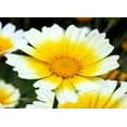 thumbnail image 4 of Chrysanthemum Flower Seeds, 1500+ Premium Heirloom Seed, Chrysanthemum Coronarium, 90% Germination, (Isla's Garden Seeds), Non Gmo, 4 of 7