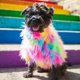 thumbnail image 5 of Ropa de perro de arco iris ropa de perro pequeño abrigo para perro Yuyangstore suéter de invierno cachorro, 5 of 8