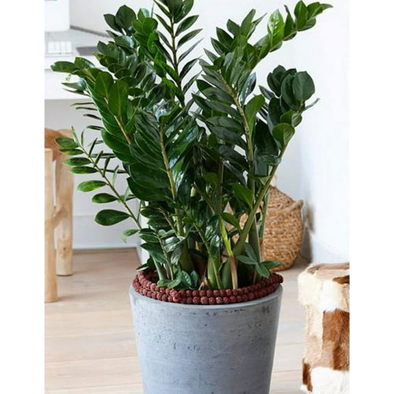ZZ Plant-Zamioculcas zamiifolia-Hardy Indoor Houseplant  14" Pot