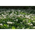 thumbnail image 3 of HJADGG White Clover Seeds, 2000 Seeds per Pack, 3 of 4