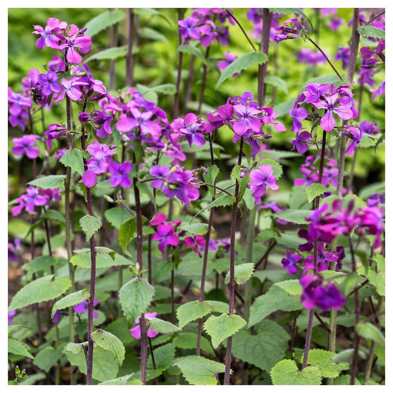 Everwilde Farms - 1 lb Money Plant Garden Flower Seeds - Gold Vault Bulk Seed Packet