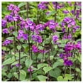 thumbnail image 2 of Everwilde Farms - 1 oz Money Plant Garden Flower Seeds - Gold Vault Bulk Seed Packet, 2 of 4