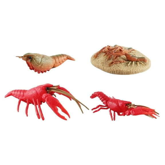 HCTSHG Lobster Toy Sea Animal Growth Toys Life Cycle of Crab Realistic Looking Crawfish Sea Marine Party Favors Toy for Cake Toppers Decoration