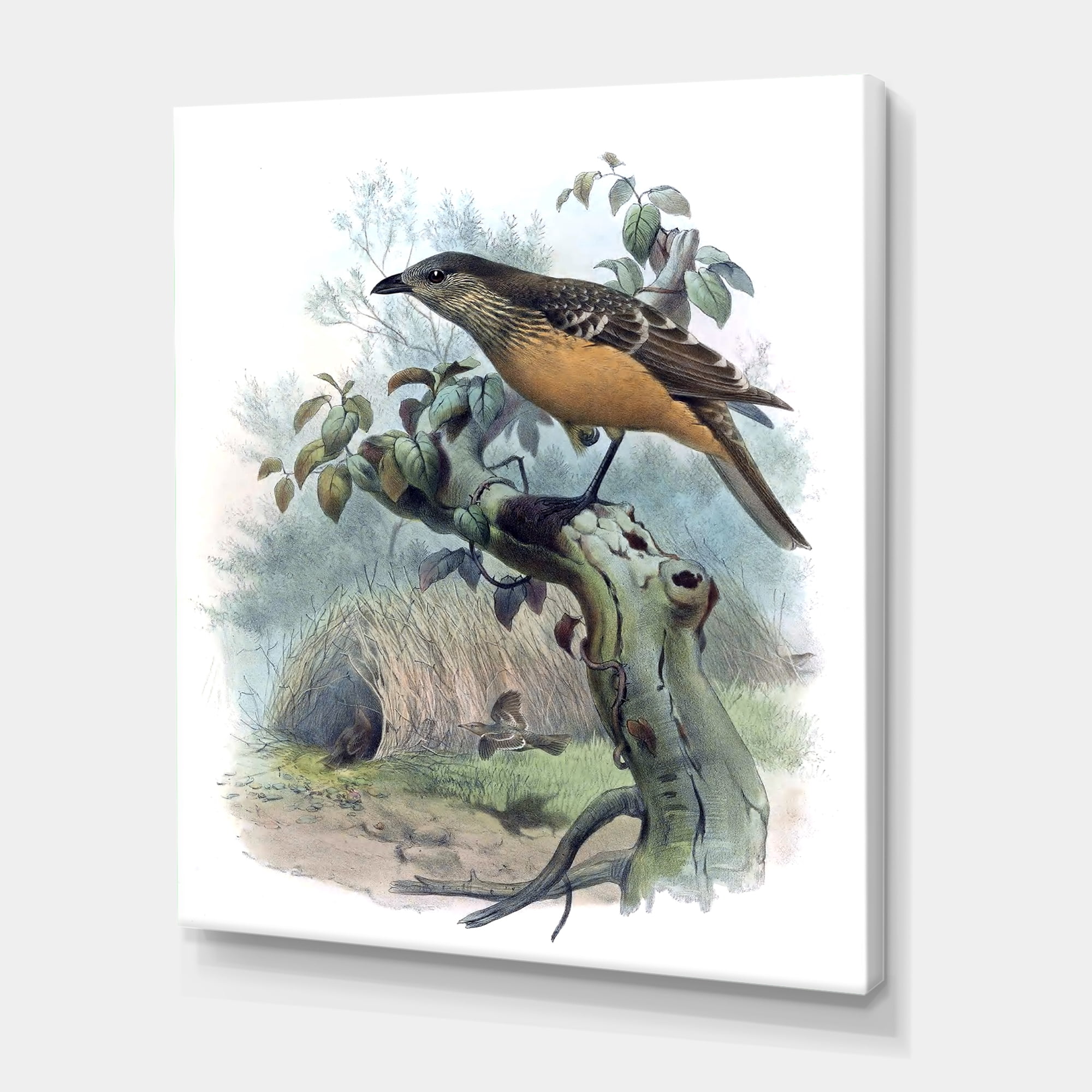 Designart ' The Paradise Birds on a Tree Branch ' Traditional Canvas Wall Art Print