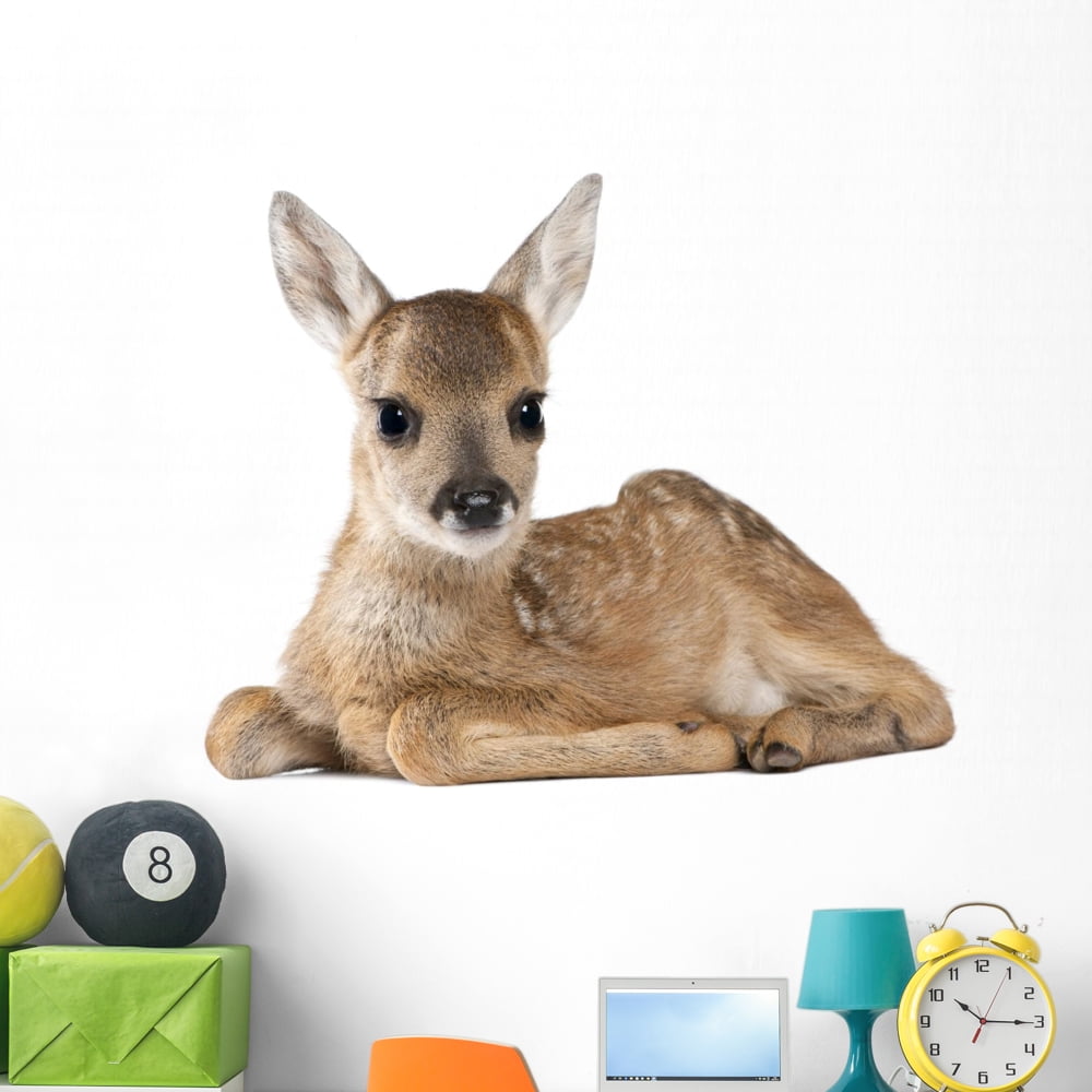 Portrait Roe Deer Fawn Wall Decal by Wallmonkeys Peel and Stick Graphic