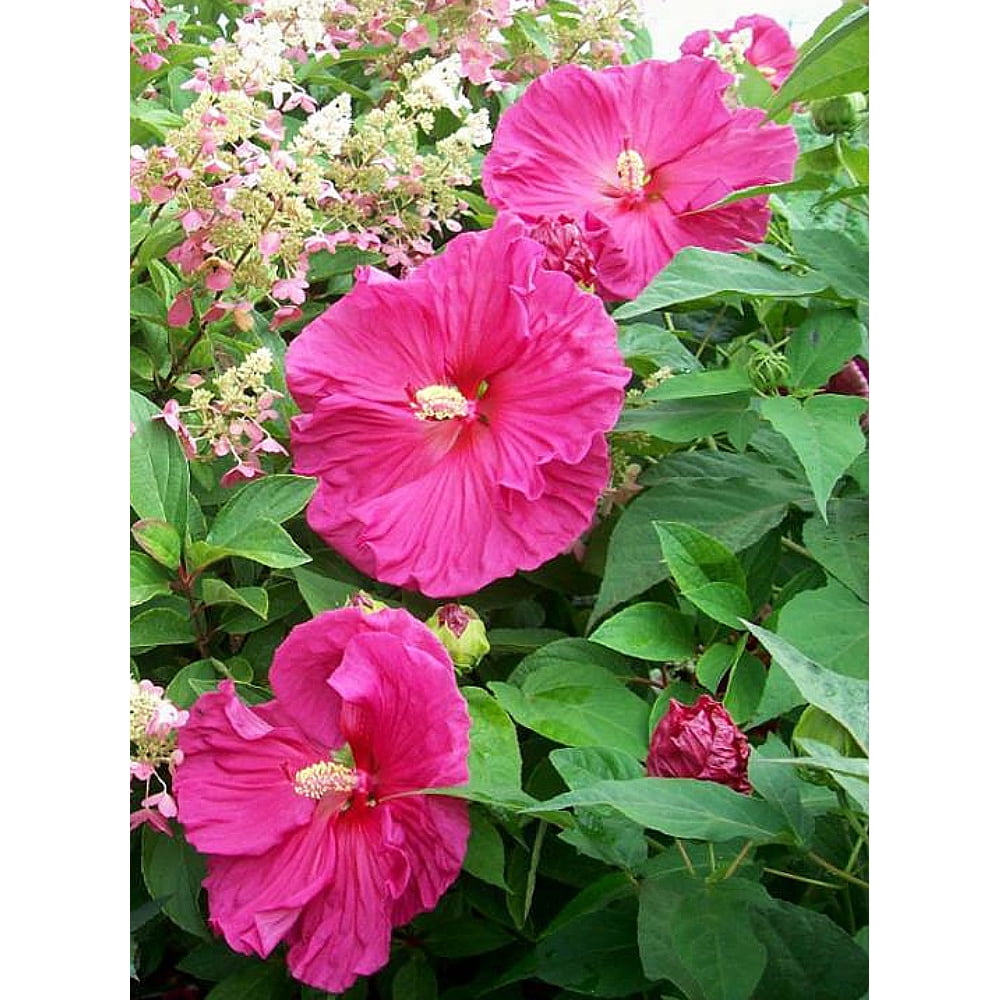 Jazzberry Jam Giant Hibiscus Perennial Live Plant 3 Gallon Pot